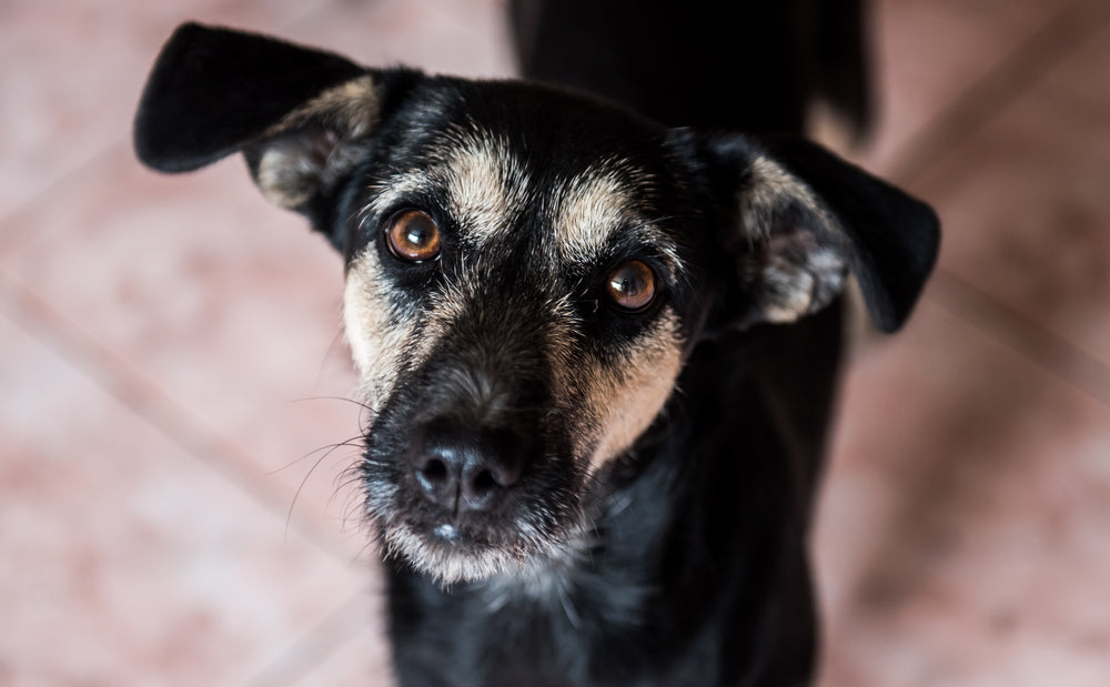 Are Weighted Blankets Safe for Dogs Luna